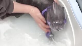 A mask for calm cat washing