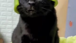 Cute animal funny moment