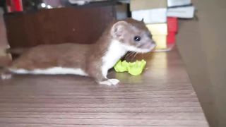 Содержание ласки (Mustela nivalis).