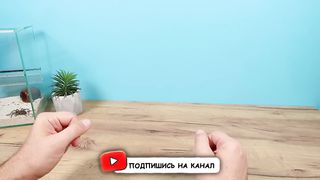 Что если выжать сок из Креветок, Мидий и Кальмара Бедная соковыжималка.