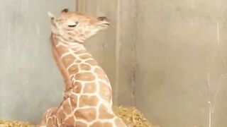 The long neck prevents the little giraffe from sleeping peacefully