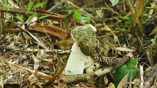 Bamboo Fungus 竹蓀 _ 萬物生長有時，將一去不回的時間凝聚在竹蓀裡，