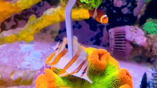 coral reef aquarium