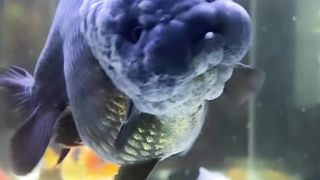 AQUARIUM FISH