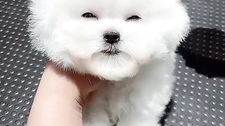 doggy #Cutest doggy #short #homepet.