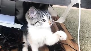 Try not laugh funny cat compilation