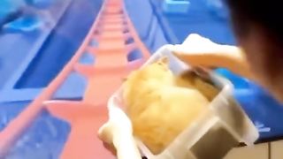 really funny Cat Compilation