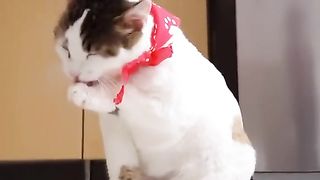really quick cat shower Cat Compilation