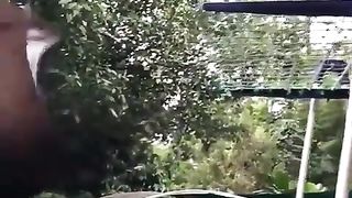 What species of bat is this?