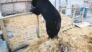 When confront possessed pig!!!