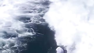 Killer whales swim behind the boat.