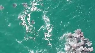 Killer whales hunting rays