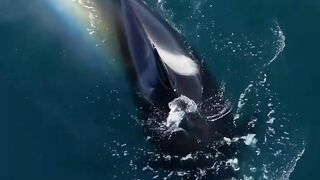 The Lords of the seas and Oceans
