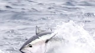Topwater Tuna. Flying Attack on small Bait fishes.