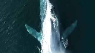 Do you know what is the largest animal on Earth? It's a blue whale.