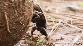 Insect and Frog