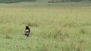 Secretary bird getting strangled by snake its eating