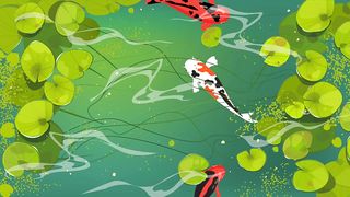 Koi Fish Swimming