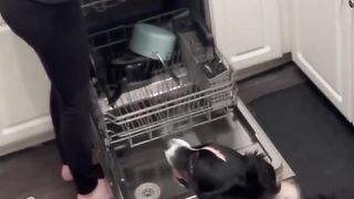 Anjing Ini Memiliki IQ 200 ❤️