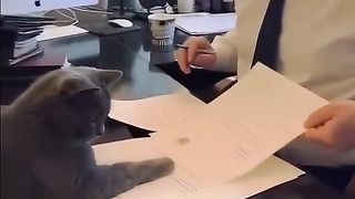 Cute office worker's assistant