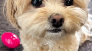 #PetLindo!!!