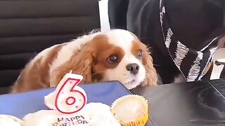Funny cat video