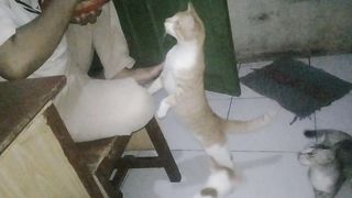 Strange things in cats do make a scene