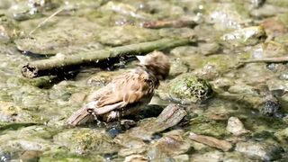 funny bird take a shower
