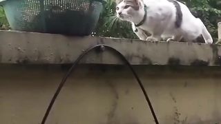 Kucing memangsa kupu-kupu