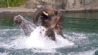 comic elephant too cute