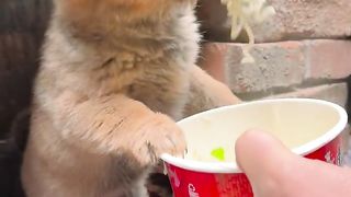 Puppy eating Chinese