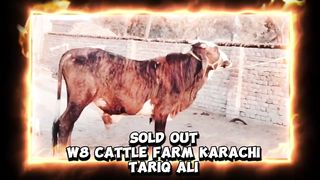Top quality Bull sold out
