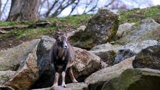 very funny dancing goat