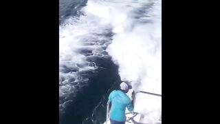 Majestic killer whales swim behind the boat.