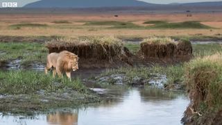 Lion Trapped by Clan of Hyenas | Dynasties | BBC Earth