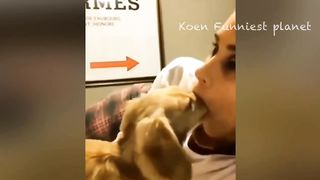 Funny Dogs And Cats Videos 2024 ???? - Best Funniest Animal Videos Of The week