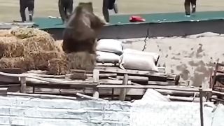 Bear hunting humans