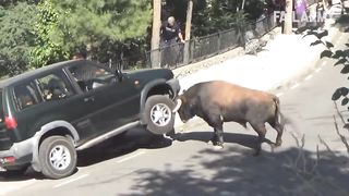 Damn Nature You Scary | Funny Scary Animal Encounters