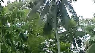 POHON KELAPA