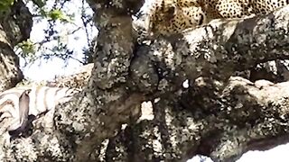 Leopard vs Cobra