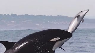 Dolphins are food for Orca whales
