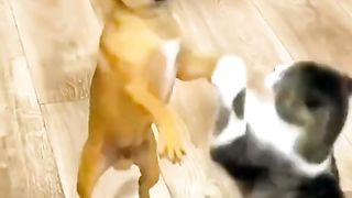 Dog and cat fighting funny
