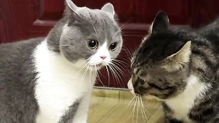Angry Cat