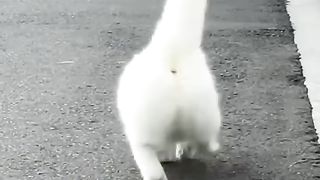 Cute Cats