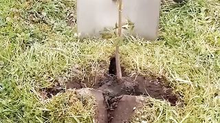 Plantation
