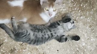 This Two Cats are OverLoad with Cuteness