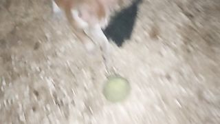 this Cat is just adorable and cute with playing tennis ball
