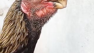 One of the long head and neck rooster