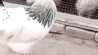 The white big beautiful
