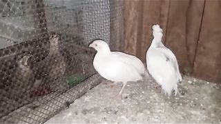 White birds ll birds of a white Nature